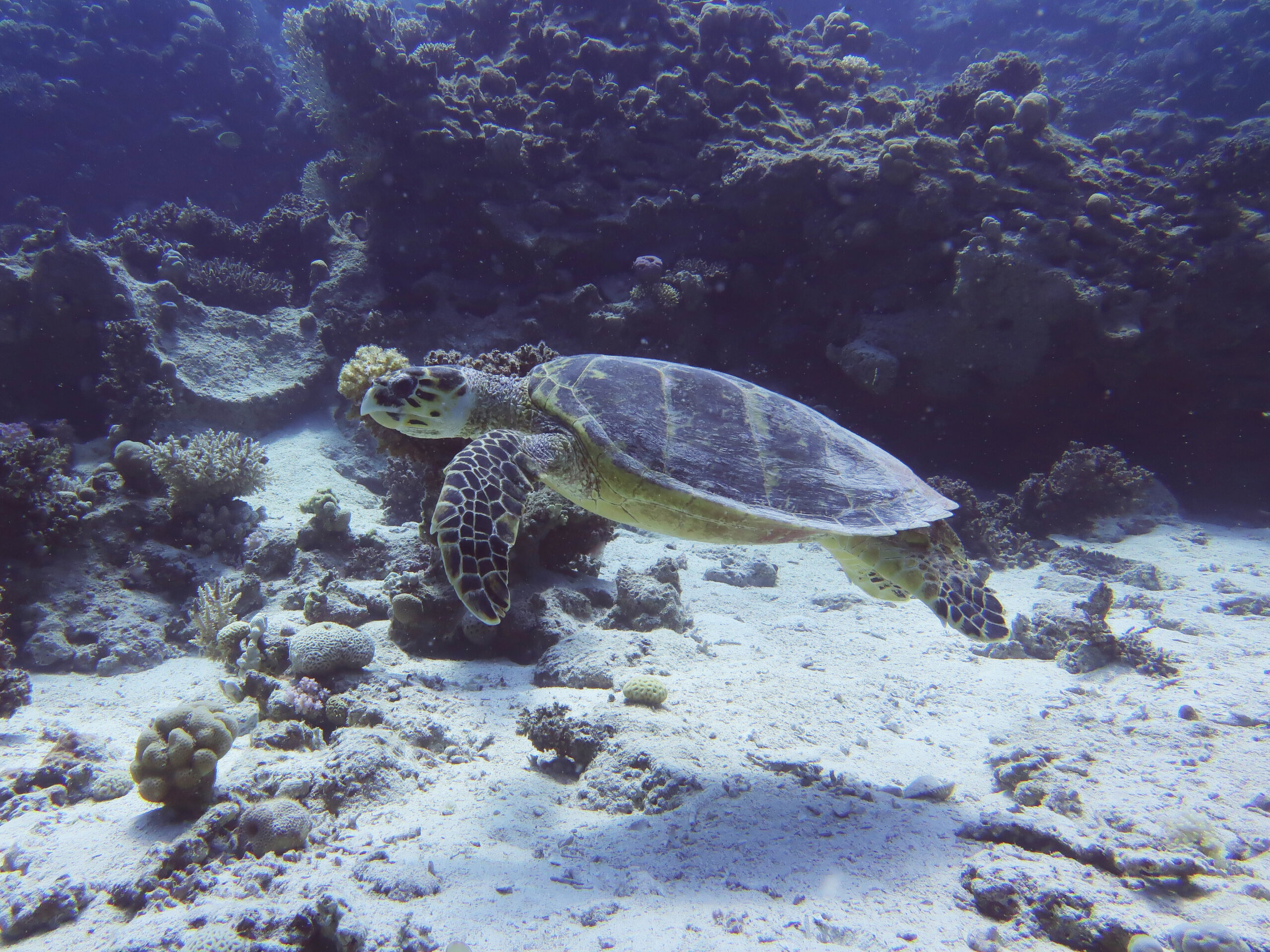 Am Pfingstsonntag zum Panorama Reef