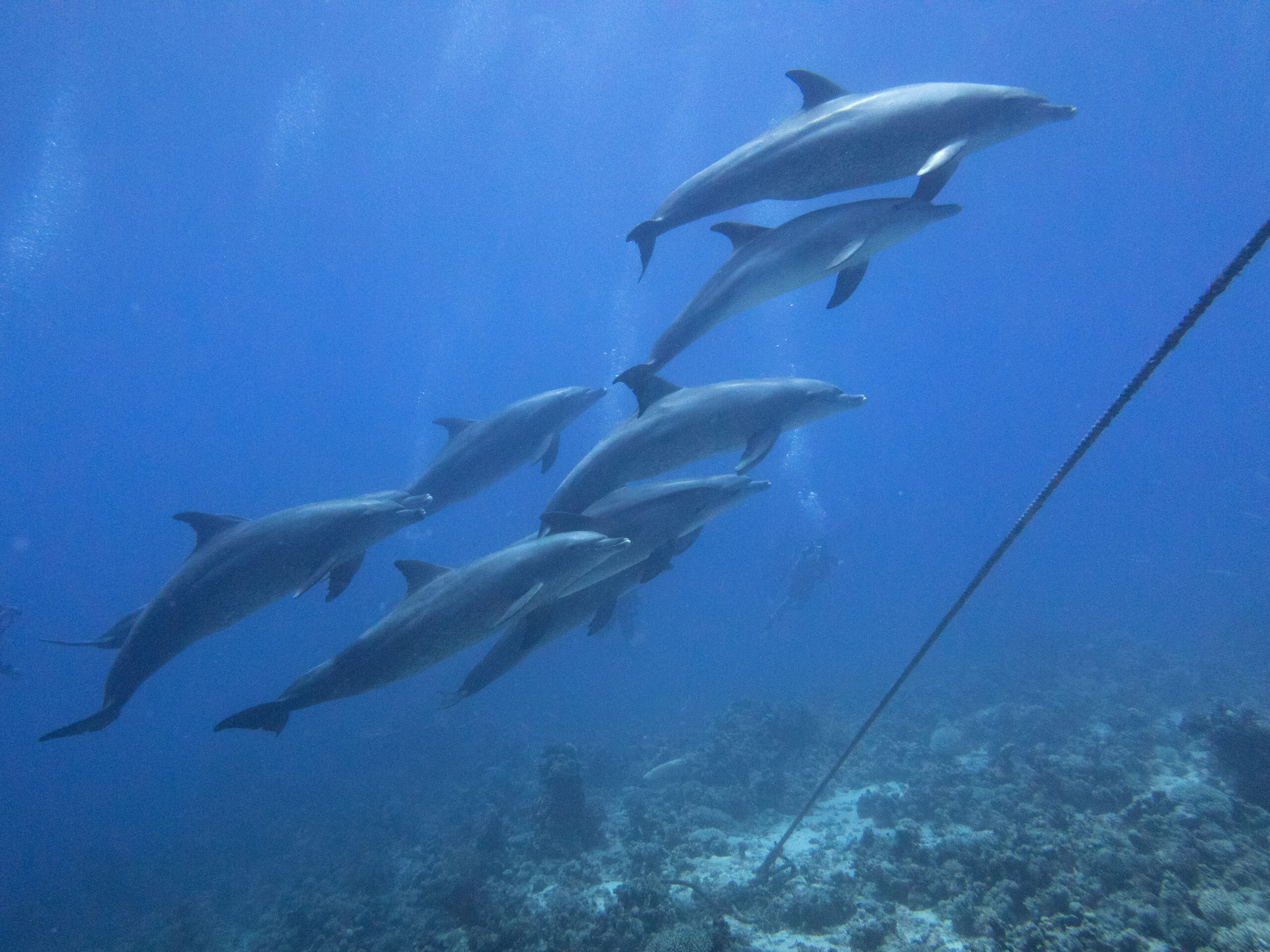 Delfin Spaß am Carless Reef