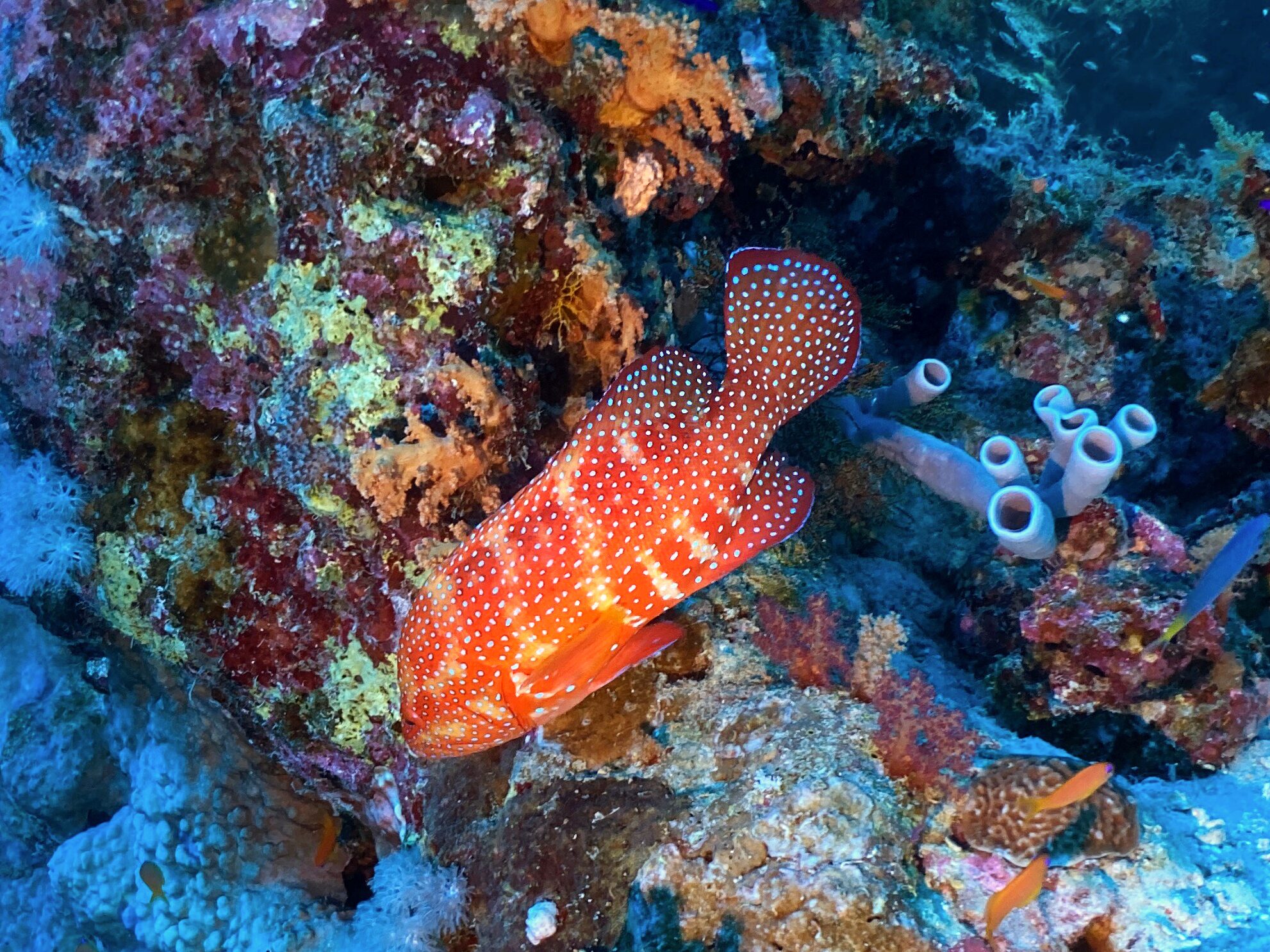 Mit dem Wind übers schöne Rote Meer - James & Mac Diving Center
