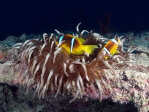 Wracks im Norden und Dugongs im Süden