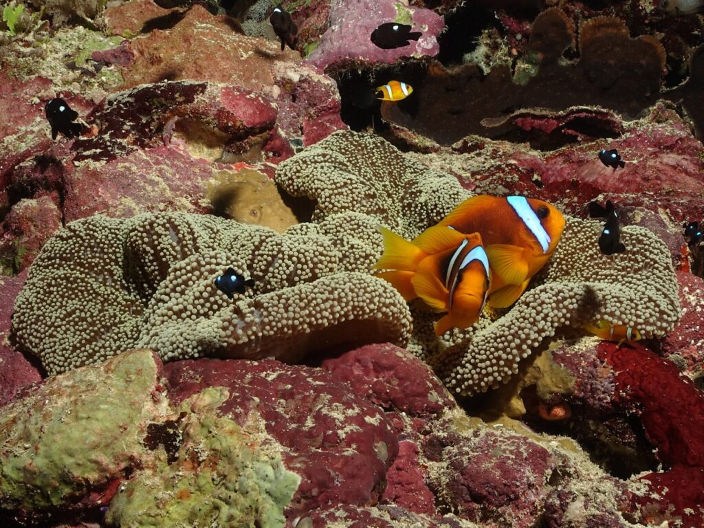 Mit der Bahlul auf entspannter Ganztagesfahrt