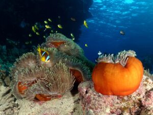 Viel Liebe und viel Buntes unter Wasser