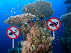 Die Fische blieben heute noch einmal unter sich