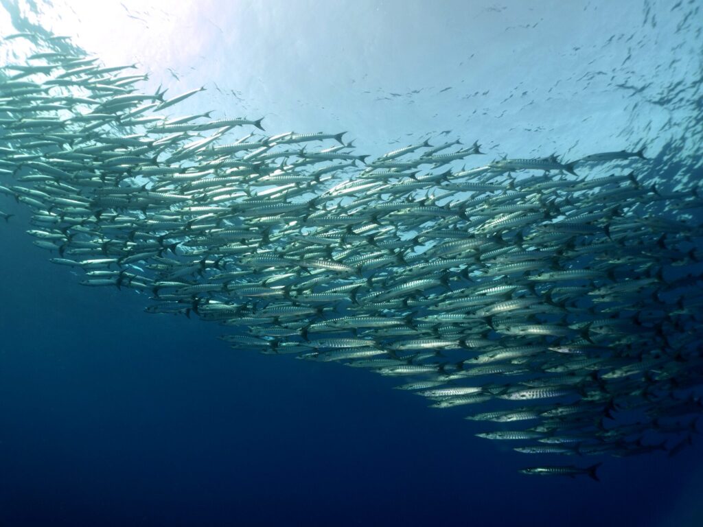 Wetter grau – Tauchlaune blau