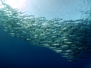 Wetter grau – Tauchlaune blau