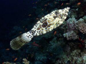 Unterwasserabenteuer wie im Märchen