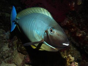 Ab zwischen die Inseln zum Unterwasserspaß
