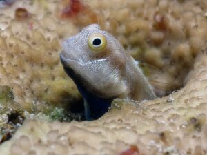 Morgennebel und Tauchen bei Sonnenschein