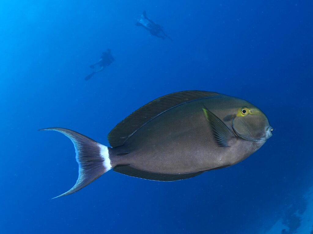 Überall tanzten die Fische im herrlichen Blau