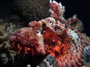 Zwischen Oktopus, Drachenkopf und Mangrovenrochen