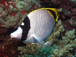 Drei Tauchgänge machen noch mehr Spaß