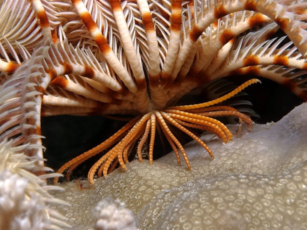 Zwei schöne Tauchgänge und Hähnchenbuffet