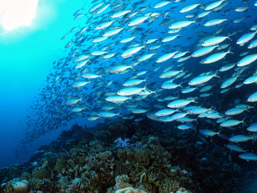 Zur Wochenmitte Skills und schillernde Fische