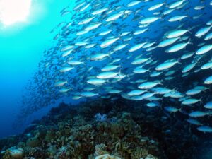 Zur Wochenmitte Skills und schillernde Fische