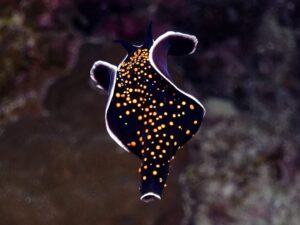 Entspannte Tauchgänge in mystischem Licht