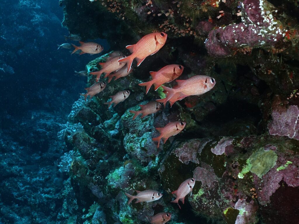 Fotogene Fische und herrlich bunte Korallenblöcke