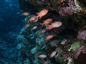Fotogene Fische und herrlich bunte Korallenblöcke