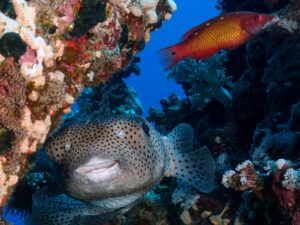 Wir genossen das Rote Meer in vollen Zügen