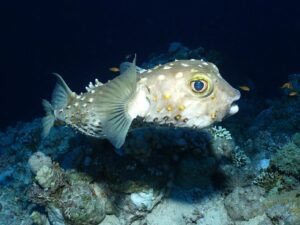 Der Norden lockte uns heute zum Tauchen an
