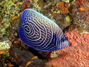 Abenteuer unter blauem Himmel im blauen Wasser