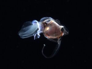 Unterwasser in den neuen Monat November