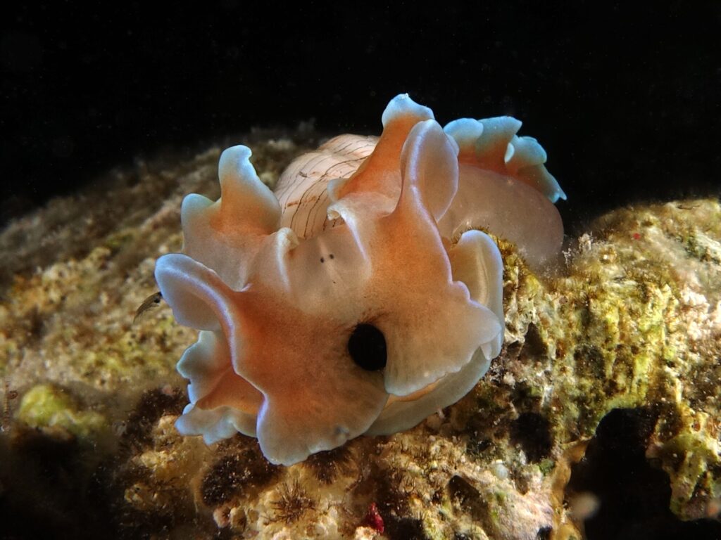 Buntes Karnevalstreiben unter Wasser