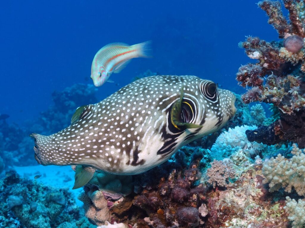 Leave your troubles and make some bubbles