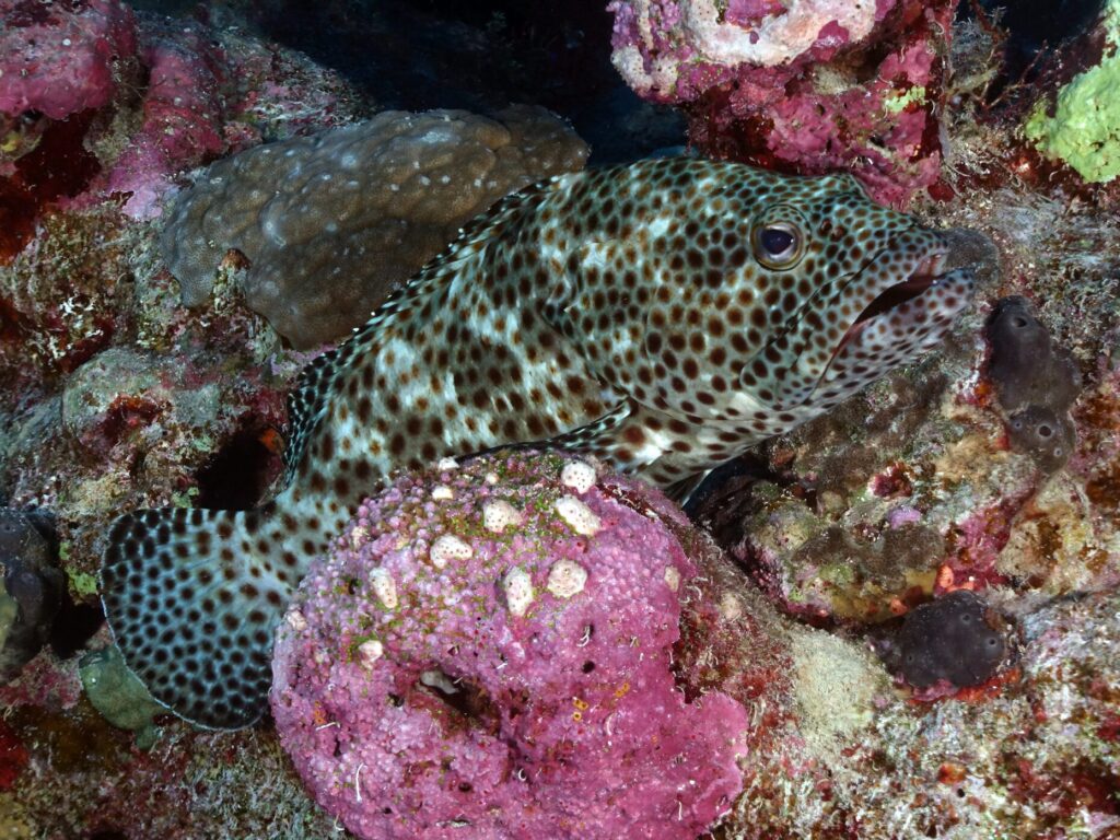 Mit vielen bunten Fischen ins Wochenende