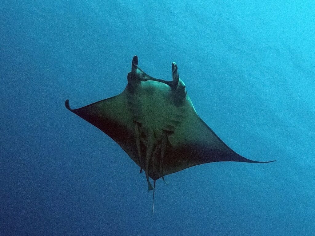 Unser Highlight: drei Mobulas im Formationsflug