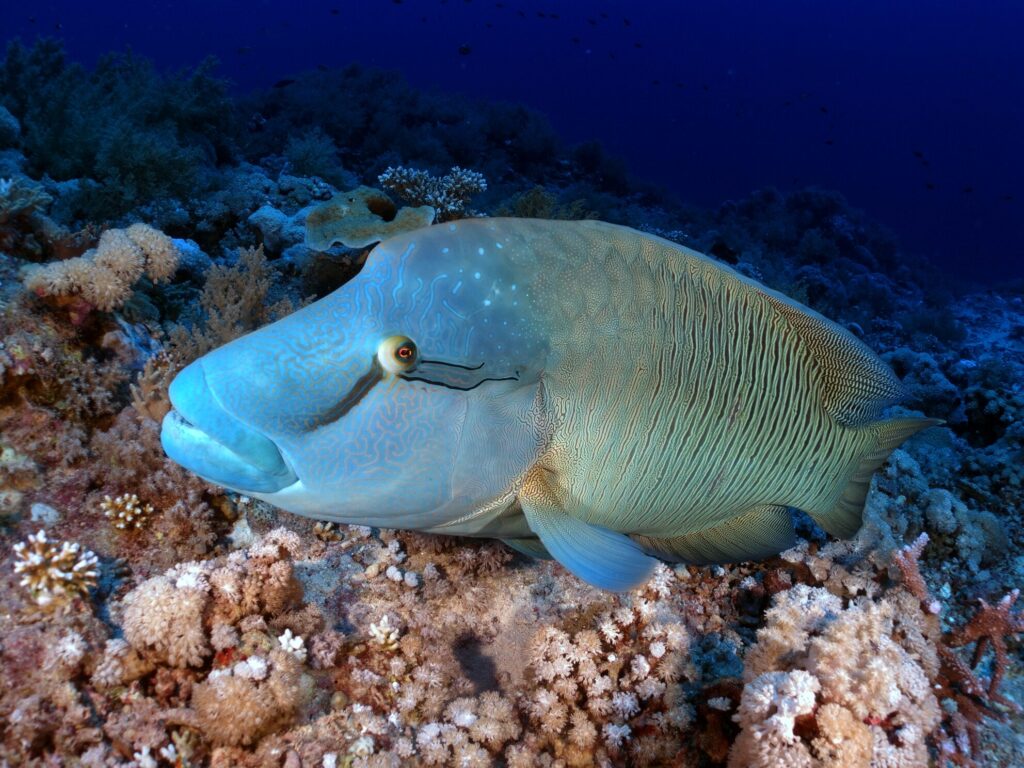 Zwischen den Inseln wartete das Taucherglück