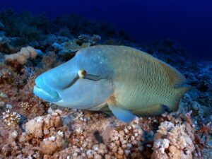 Zwischen den Inseln wartete das Taucherglück