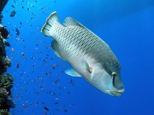 Geschichten aus dem schönen Roten Meer