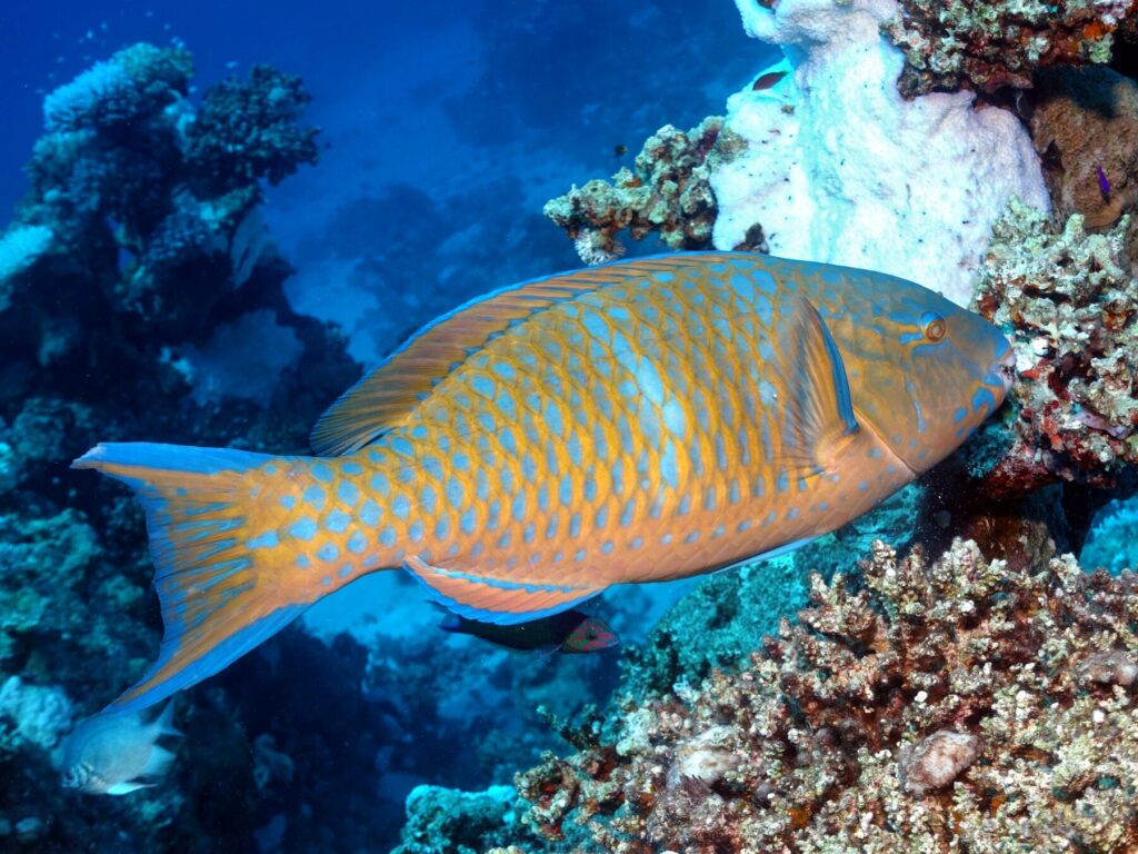 Guten Morgen blaues Meer und Sonnenschein