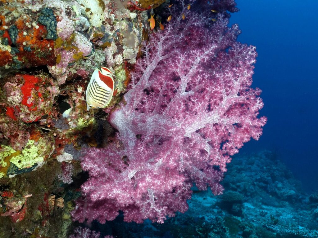 Der Tauchplatz leuchtete in allen Farben
