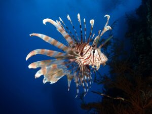 Unterwegs in der kunterbunten Unterwasserwelt