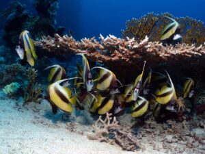 Wimpelfische beim Nachmittags-Standyoga