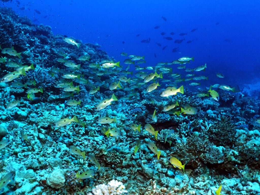 Unterwegs in der Fisch-Disco Rotes Meer