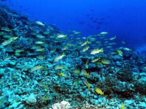 Unterwegs in der Fisch-Disco Rotes Meer