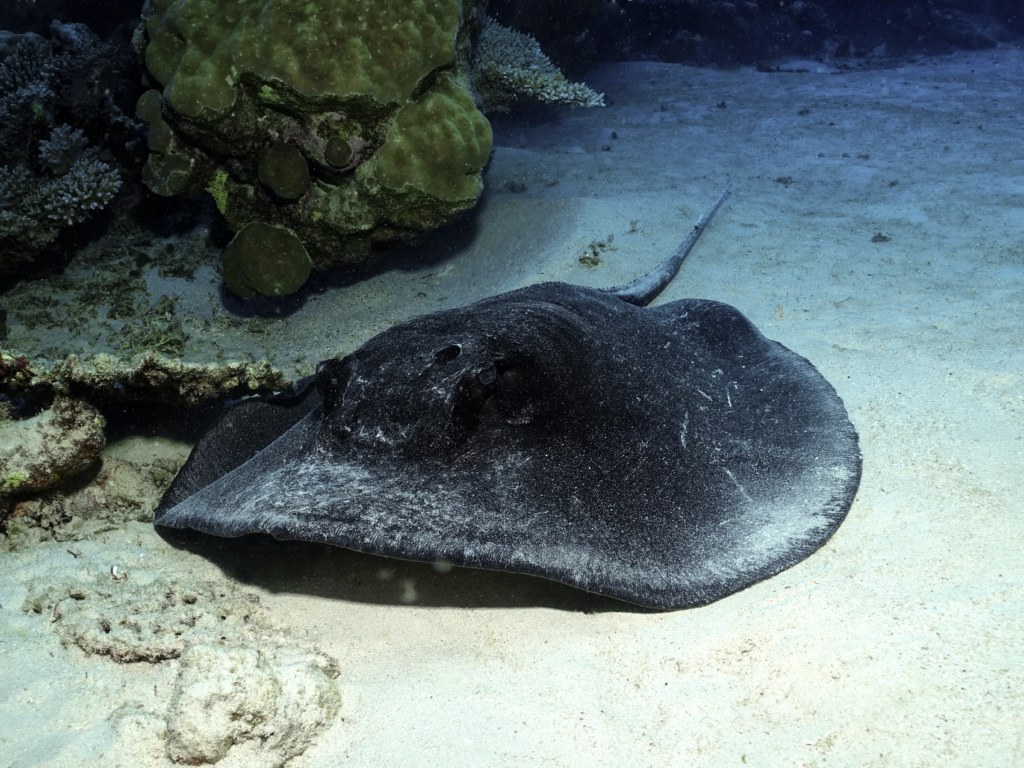 Faszinierende Begegnungen mit großen Rochen