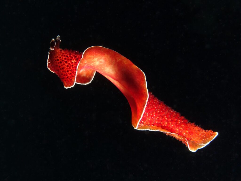 Wir tauchen freudig Richtung Weihnachten