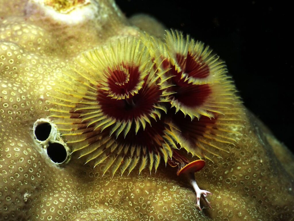 Zwei Tauchgänge vor der Glühweinparty