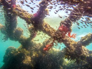 Balena und Meer am sonnigen Samstag