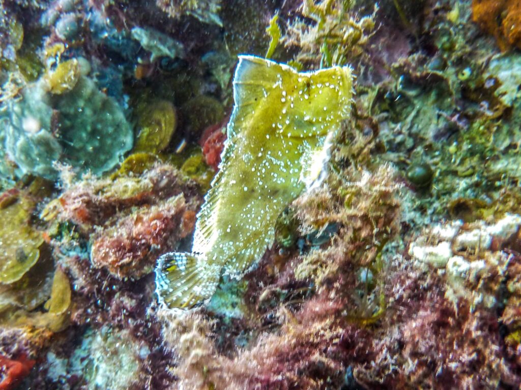 Bunte Farben am Riff und viel Leben an der Balena