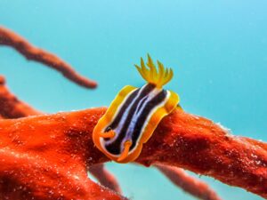 Drei Tauchgänge und dann ein kühles Getränk