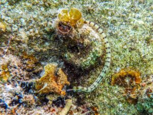 Feinste Bedingungen für Unterwasserspaß