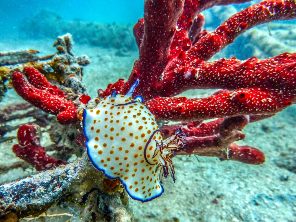 Unsere kleinen und großen Stars im Meer