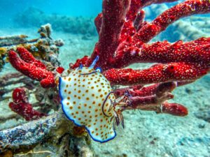 Unsere kleinen und großen Stars im Meer