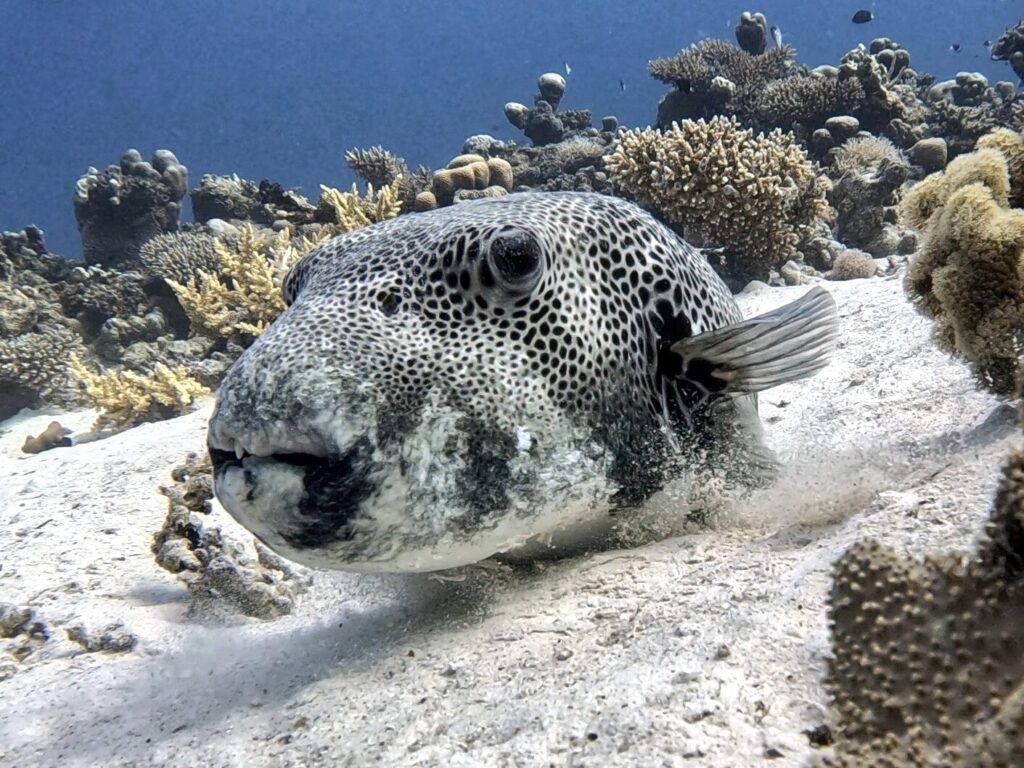 Sonne am Himmel und Fische im Meer