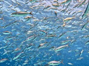 Inmitten von schillernden Fischschwärmen