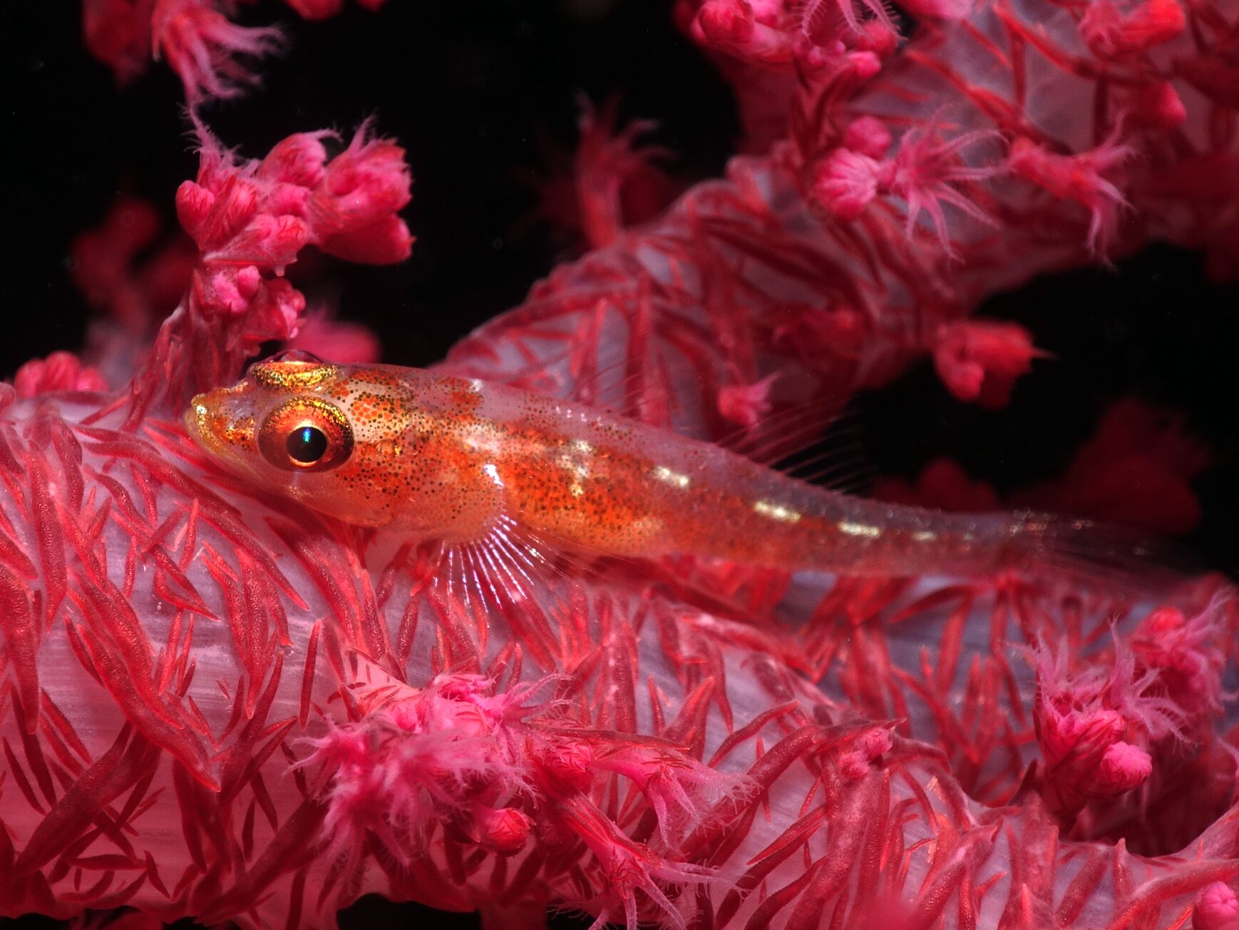 Wir blieben am schönen Tauchplatz unter uns